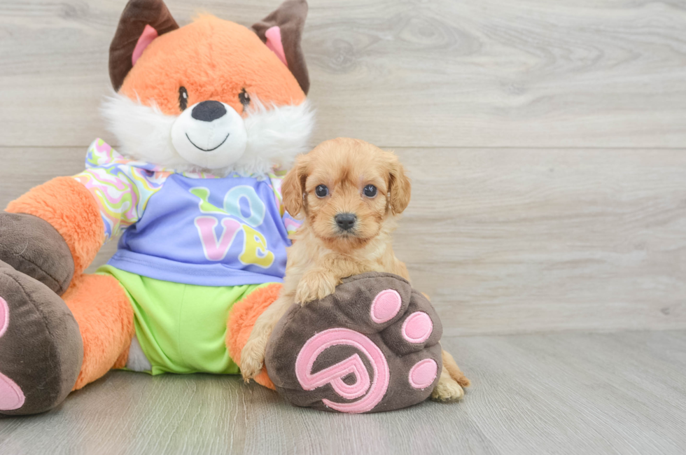 6 week old Cavapoo Puppy For Sale - Pilesgrove Pups