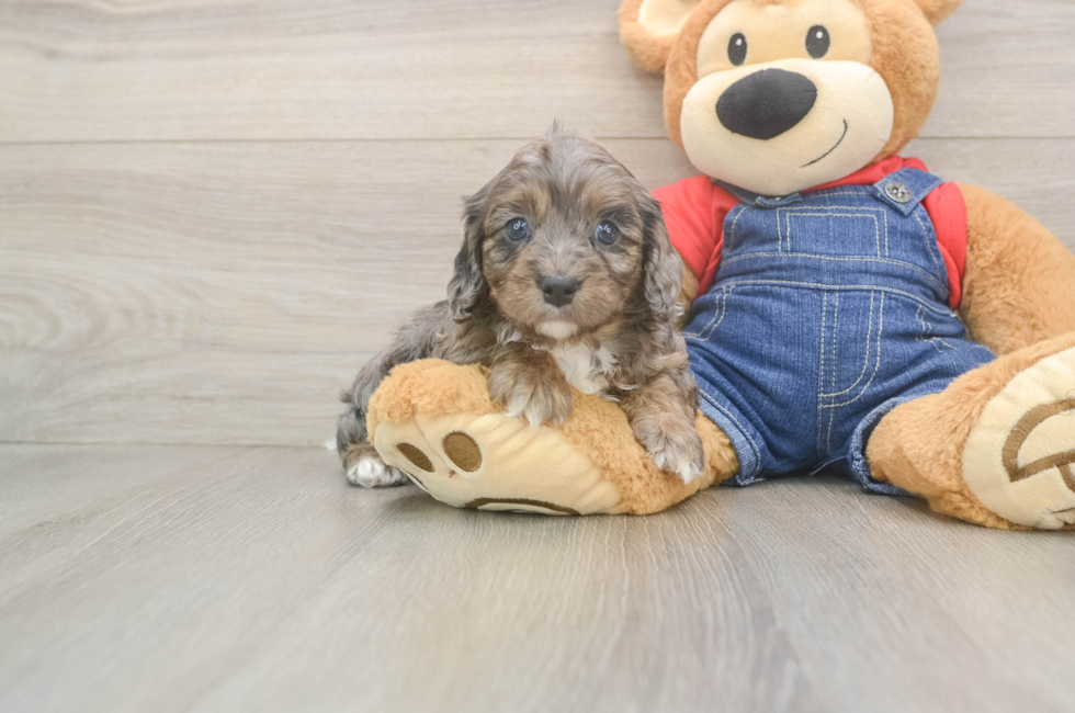 5 week old Cavapoo Puppy For Sale - Pilesgrove Pups