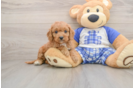 Cavapoo Puppy for Adoption
