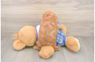 Happy Cavapoo Baby