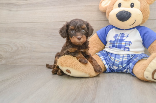 Adorable Cavalier King Charles Spaniel and Poodle Mix Poodle Mix Puppy