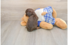 Cavapoo Puppy for Adoption
