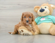 8 week old Cavapoo Puppy For Sale - Pilesgrove Pups