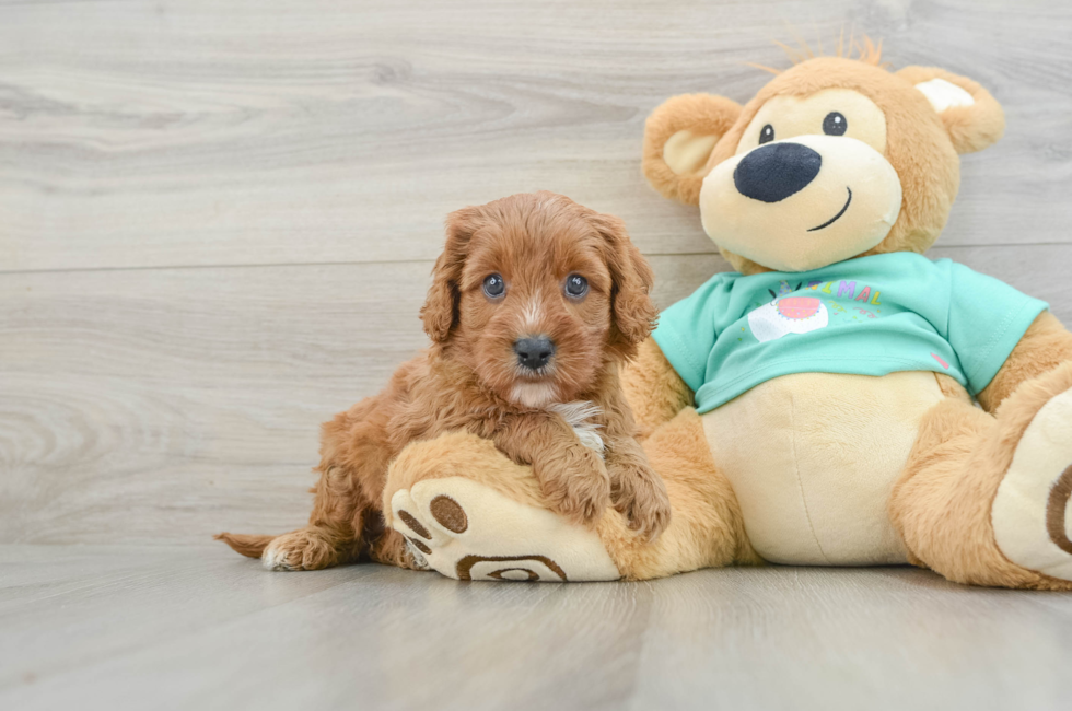7 week old Cavapoo Puppy For Sale - Pilesgrove Pups