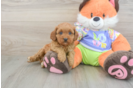Best Cavapoo Baby