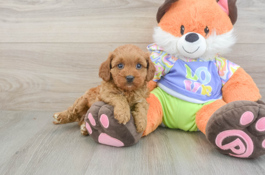 Best Cavapoo Baby