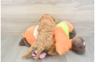 Cavapoo Puppy for Adoption