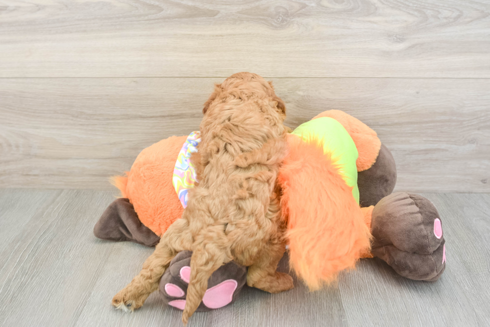 Cavapoo Puppy for Adoption