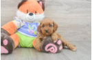 Friendly Cavapoo Baby