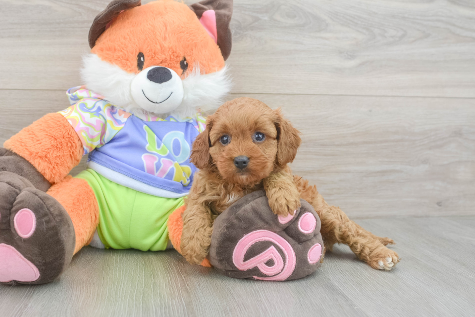 Friendly Cavapoo Baby