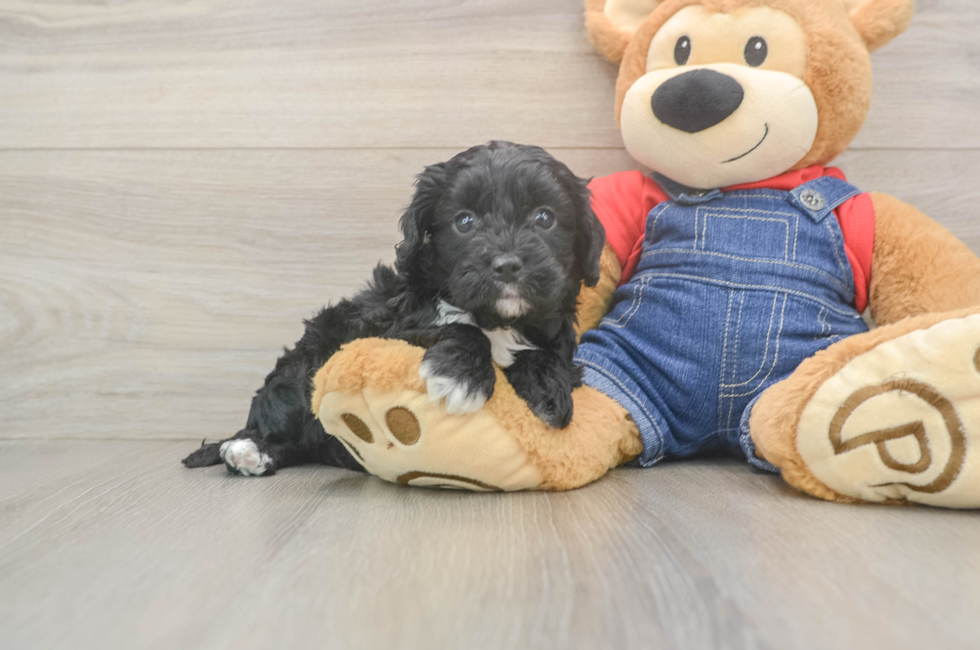 5 week old Cavapoo Puppy For Sale - Pilesgrove Pups