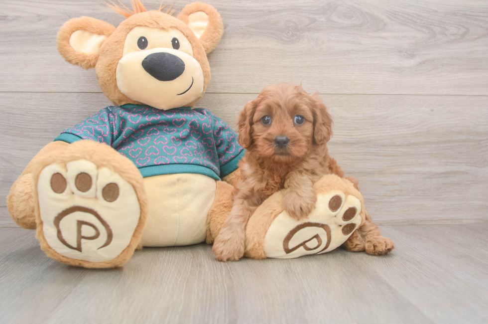 5 week old Cavapoo Puppy For Sale - Pilesgrove Pups
