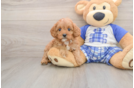 Cavapoo Pup Being Cute