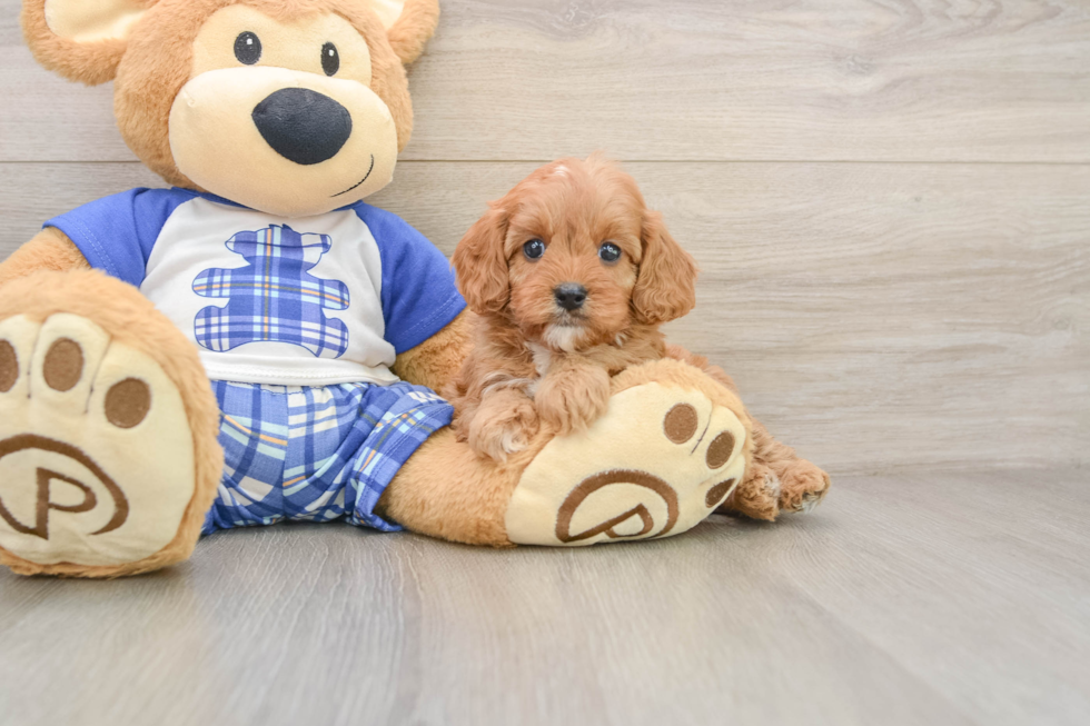 Cavapoo Pup Being Cute