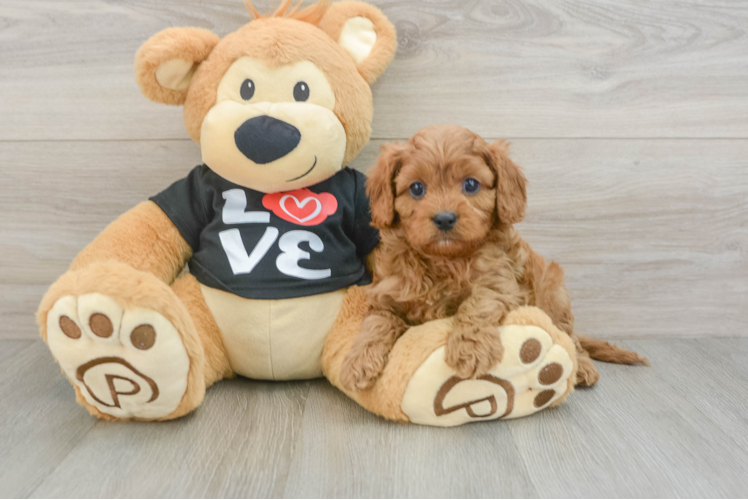 Popular Cavapoo Poodle Mix Pup