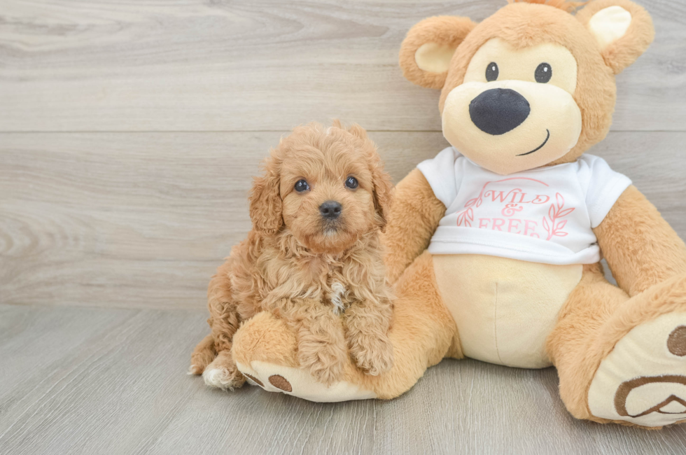 6 week old Cavapoo Puppy For Sale - Pilesgrove Pups