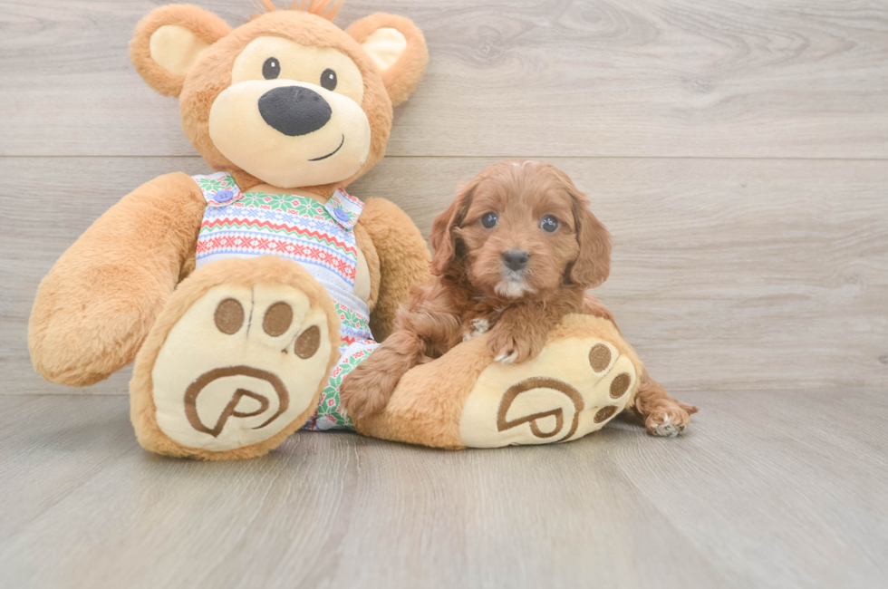 5 week old Cavapoo Puppy For Sale - Pilesgrove Pups