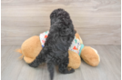 Playful Cavapoodle Poodle Mix Puppy