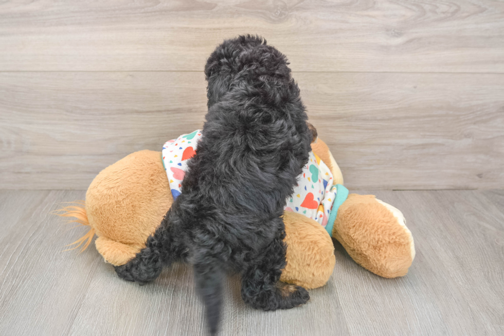 Playful Cavapoodle Poodle Mix Puppy
