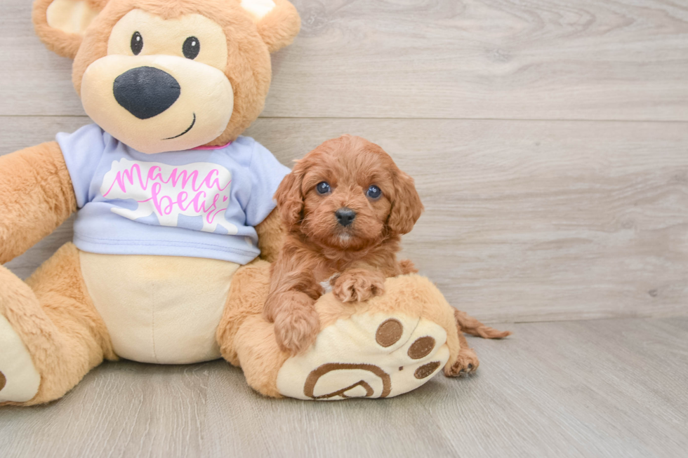 Cavapoo Puppy for Adoption
