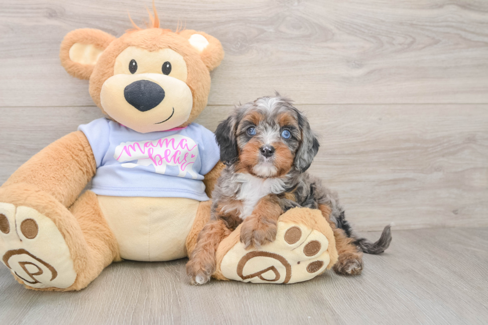 Adorable Cavalier King Charles Spaniel and Poodle Mix Poodle Mix Puppy