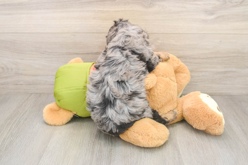Sweet Cavapoo Baby