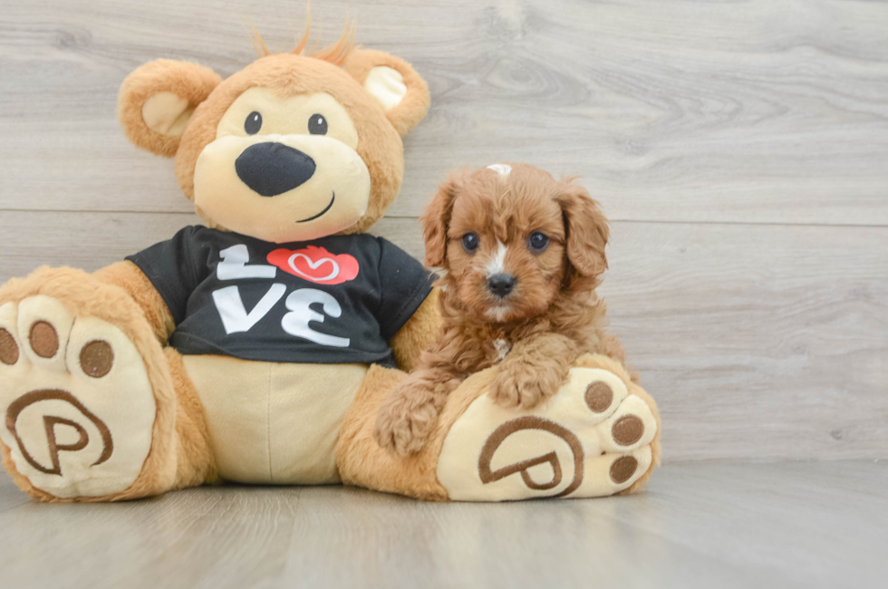 6 week old Cavapoo Puppy For Sale - Pilesgrove Pups
