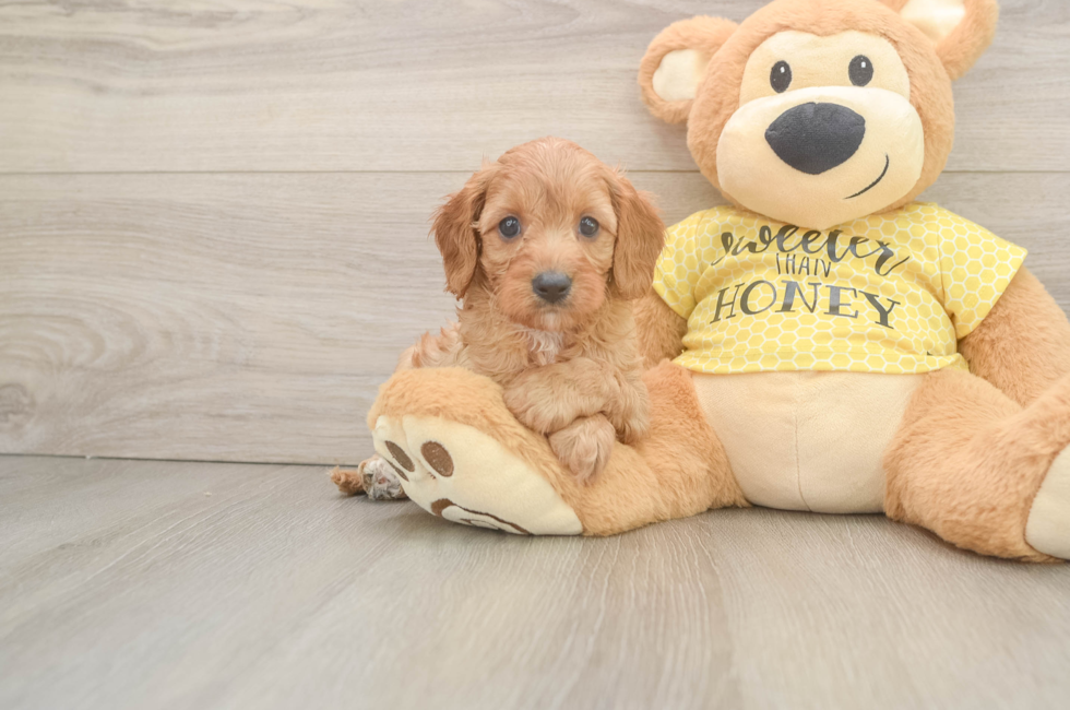 7 week old Cavapoo Puppy For Sale - Pilesgrove Pups