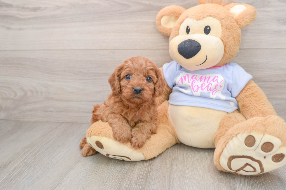 Hypoallergenic Cavadoodle Poodle Mix Puppy