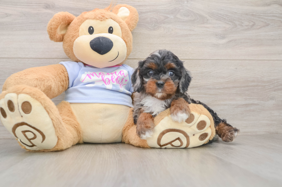 Cavapoo Pup Being Cute