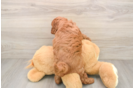 Cavapoo Pup Being Cute