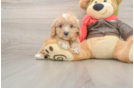 Best Cavapoo Baby