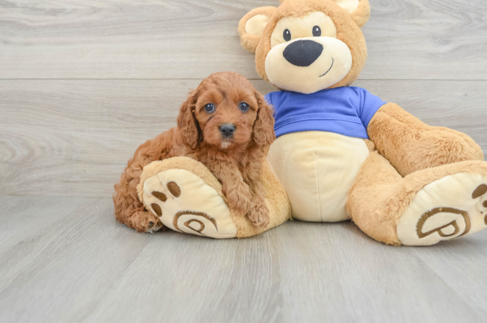 6 week old Cavapoo Puppy For Sale - Pilesgrove Pups