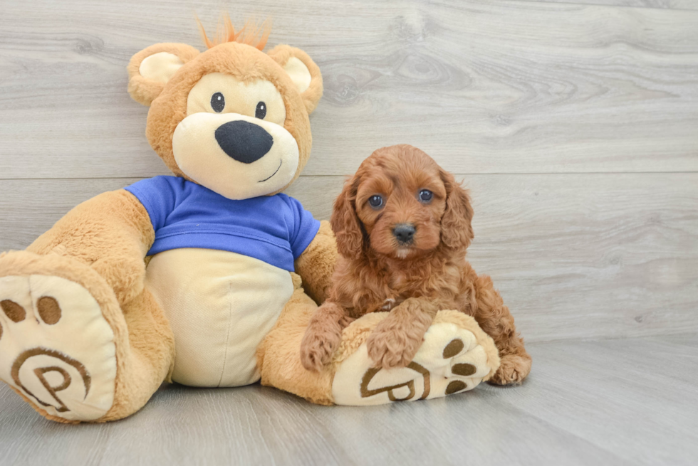 Cavapoo Pup Being Cute