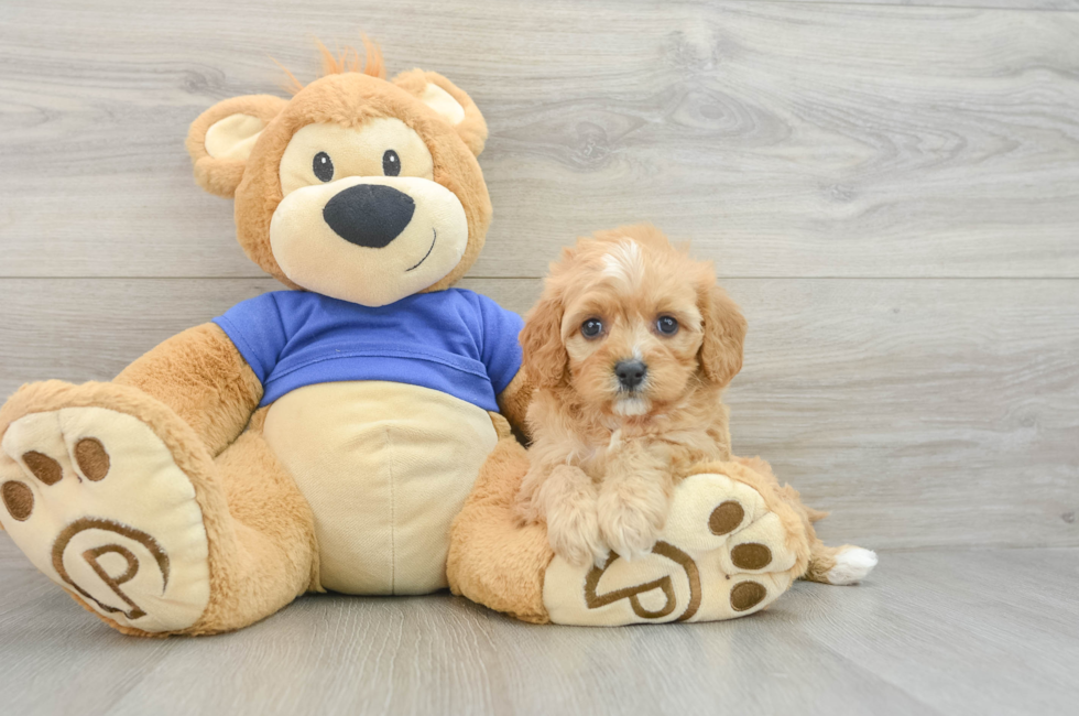 7 week old Cavapoo Puppy For Sale - Pilesgrove Pups