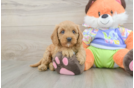 Funny Cavapoo Poodle Mix Pup