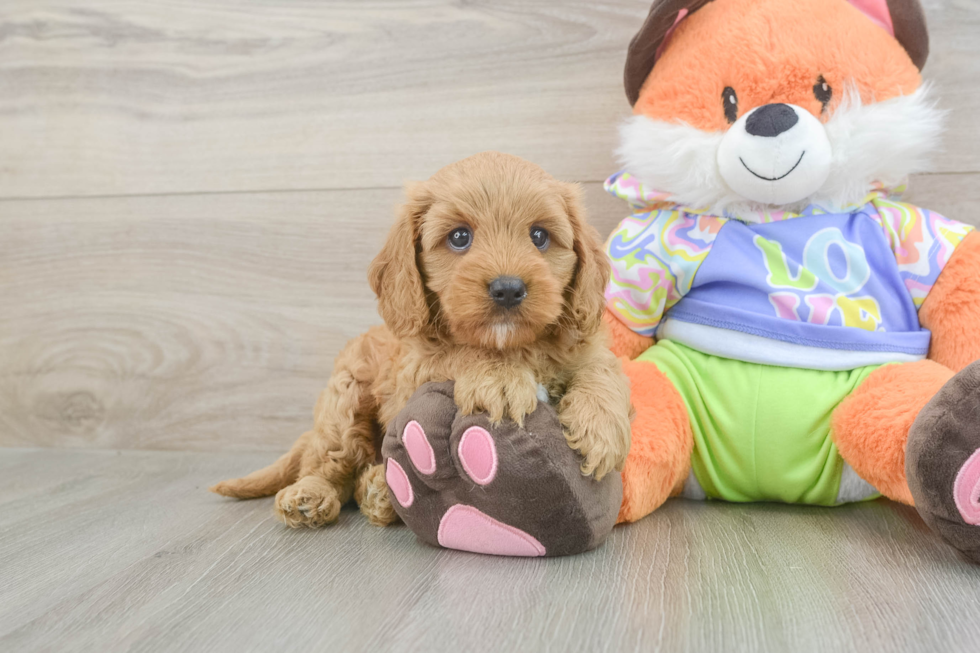 Funny Cavapoo Poodle Mix Pup
