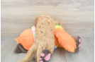 Cavapoo Puppy for Adoption