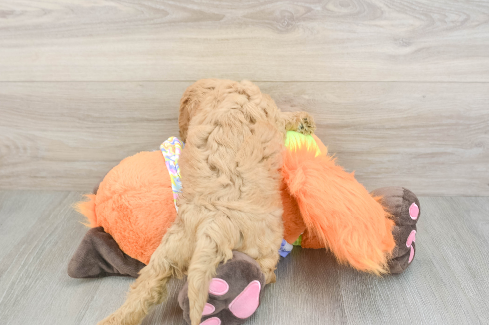 Cavapoo Puppy for Adoption