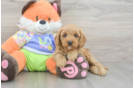Popular Cavapoo Poodle Mix Pup
