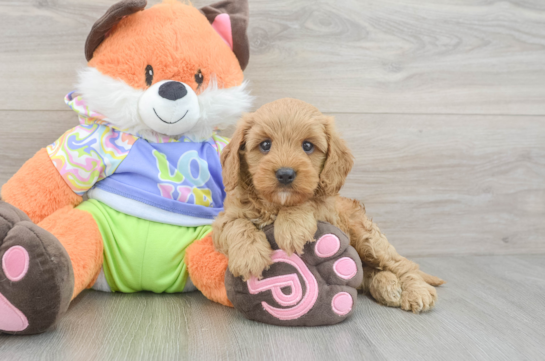 Popular Cavapoo Poodle Mix Pup