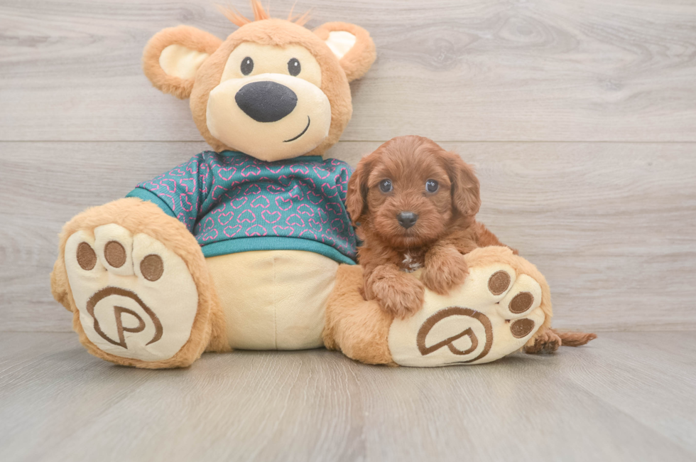 5 week old Cavapoo Puppy For Sale - Pilesgrove Pups