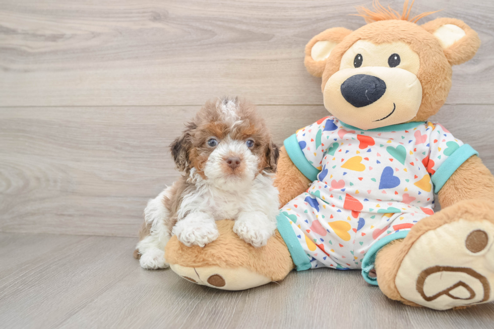 Playful Cavapoodle Poodle Mix Puppy