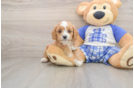 Cavapoo Puppy for Adoption