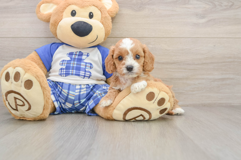 Smart Cavapoo Poodle Mix Pup