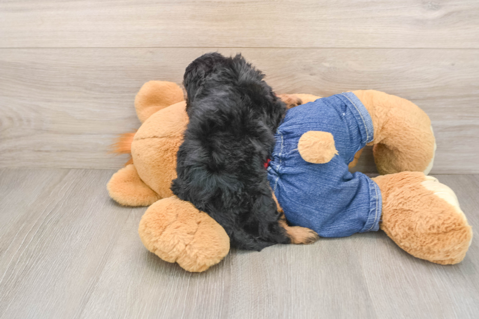 Energetic Cavoodle Poodle Mix Puppy