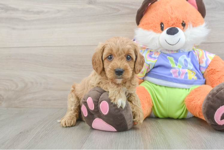 Best Cavapoo Baby