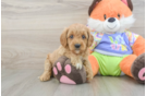 Best Cavapoo Baby