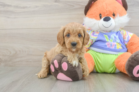 Best Cavapoo Baby