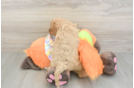 Best Cavapoo Baby